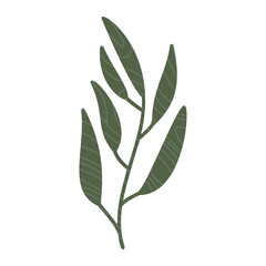 Eucalyptus leaves, tree branch, green color illustration isolated on white. Vector