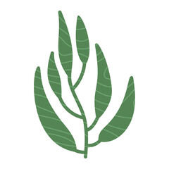 Eucalyptus leaves, tree branch, green color illustration isolated on white. Vector