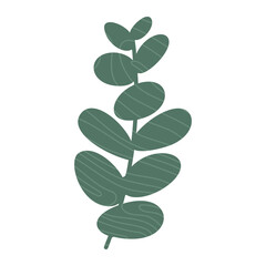 Eucalyptus leaves, tree branch, green color illustration isolated on white. Vector