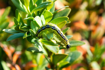 Cydalima perspectalis caterpillar, the box tree moth - 429378590