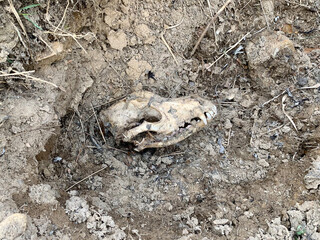 Animal skull on the ground