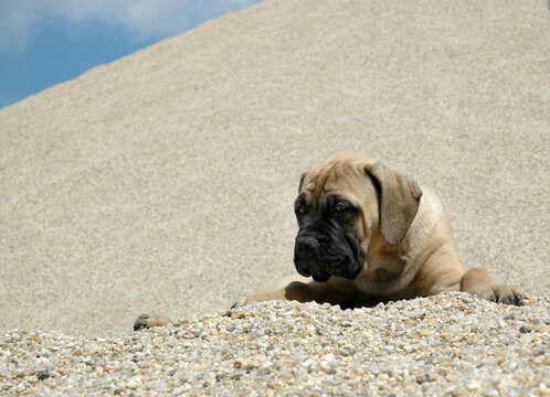 hund haustier mops callavas