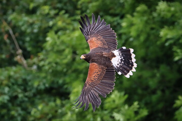 Wüstenbussard 2