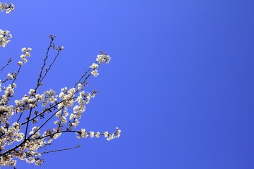flowers on sky