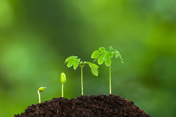 Green young tropical plants growing on fertile soil. - obrazy, fototapety, plakaty