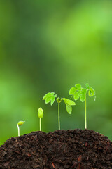 Green young tropical plants growing on fertile soil.