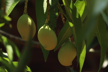 mango
