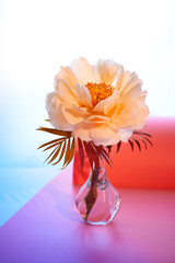 Peony flower on neon pink purple background. Single flower in glass vase. Light background with single peony flower with palm leaves in trendy modern glass vase on geometric color background.