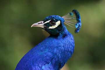 Pfau