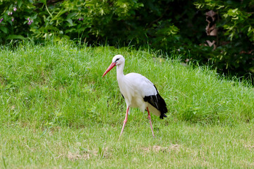 Wei&szlig;storch 