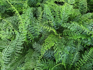 Asplenium thunbergii Kuntze: Double, narrow, oval, tapered leaves The leaves are quite thick, hard. Very dark green Light green leaf core , It is popularly grown as an ornamental plant in the garden.