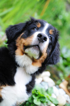 Berner Sennenhund portrait geischt fell fellnase haustier hund rassehund gesicht welpe