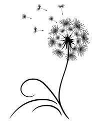 Delicate dandelion with flying seeds. Lonely flower with a thin stem and leaves. Black outline drawing on a white background. Vector illustration, print for a t-shirt, copy space. Dandelion silhouette
