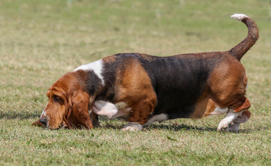 Basset Hound, nose down following a trail
