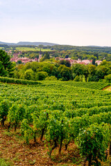 Paysage de vignoble avec un village en fond