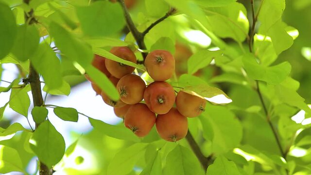 Red apples hanging on a branch with green apple leaves of the hybrid apple tree Malus purpurea Neville Copeman. Close-up