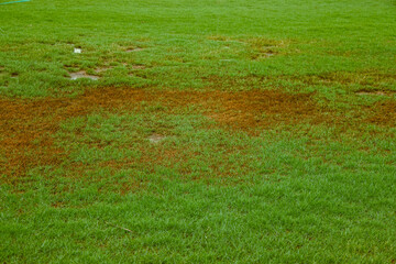 a ruined plot on a green lawn