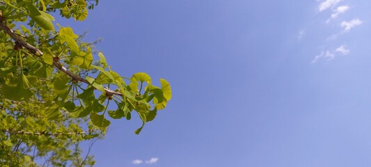 leaves and sky