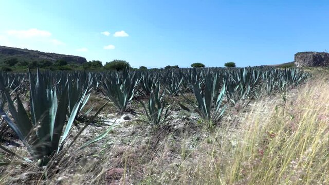 Plantaci&oacute;n de agave espad&iacute;n en Oaxaca, M&eacute;xico utilizado para hacer mezcal, d&iacute;a con mucho viento y cielo azul. 