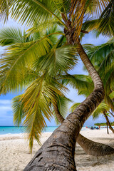 Palm trees on a sandy beach with distant sea view