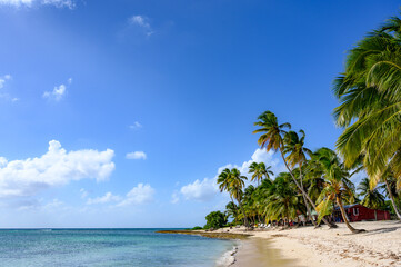 Fototapeta na wymiar Palm tree forest near the beach with sea view