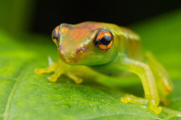 Leaf Frog sp.
