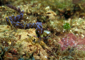 A Blue Dragon nudibranch crawling on corals Boracay Philippines