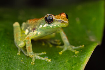 Leaf Frog sp.