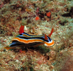 A Chromodoris Quadricolor nudibranch crawling on sand Boracay Island Philippines