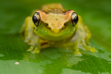 Leaf Frog sp.