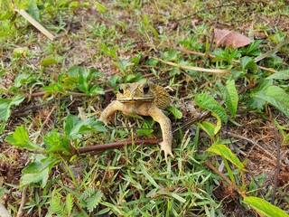 common toad is an amphibian Living at dusk.
Grayish brown skin covered with wart-like nodules.