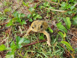 common toad is an amphibian Living at dusk.
Grayish brown skin covered with wart-like nodules.