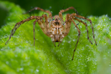 Arachnid sp.