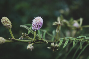 Close up of Mimosa strigillosa in the park