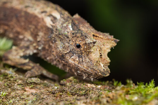 Brookesia sp.