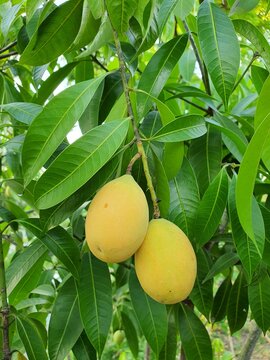 Marian plum fruit has a spherical oval shape. The tip is quite sharp. The fruit is light green. When ripe, the fruit will turn orange-yellow. Sweet and sour taste.