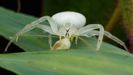 Arachnid sp.