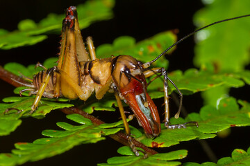 Madagascar King Cricket (Anostostomatidae)