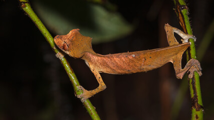Uroplatus phantasticus