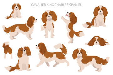 Cavalier King Charles spaniel clipart. Different poses, coat colors set - obrazy, fototapety, plakaty