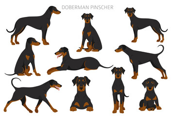 Doberman pinscher dogs clipart. Different poses, coat colors set