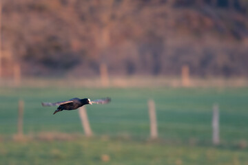 Fulica atra