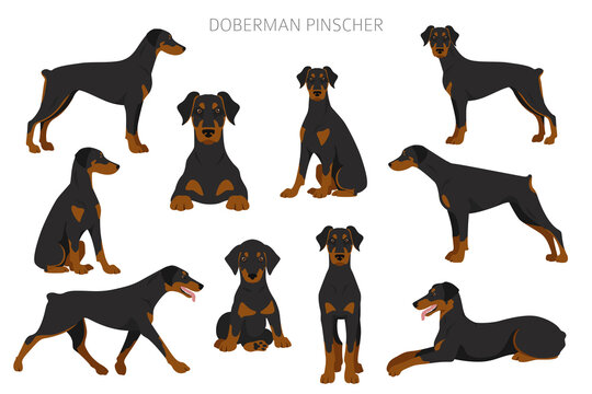 Doberman Cartoon Images Browse 5 941 Stock Photos Vectors and