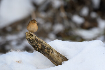 Troglodytes troglodytes