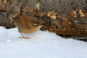 Troglodytes troglodytes