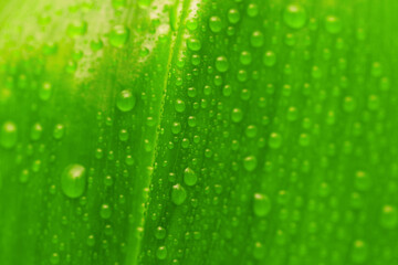 green leaf with drops of water