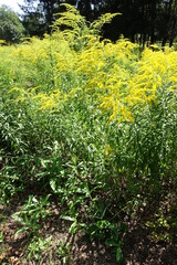Full length view of flowering Solidago canadensis in August