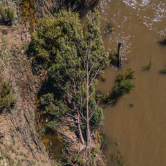 Knocked over Casuarina tree, Cotter Crossing, ACT, March 2021