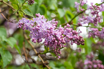Fototapeta na wymiar Big lilac branch bloom. Bright blooms of spring lilacs bush. Spring blue lilac flowers close-up on blurred background. Bouquet of purple flowers after the rain.
