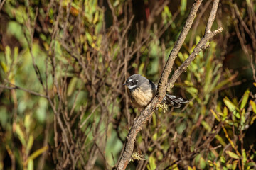 Grey Fantail, Mount Franklin Road, ACT, March 2021